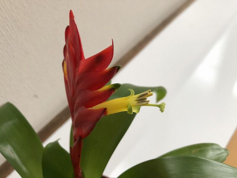Mikoの庭blog フリーシア クリスティアーナ オオインコアナナス ミニトマト ゴーヤ