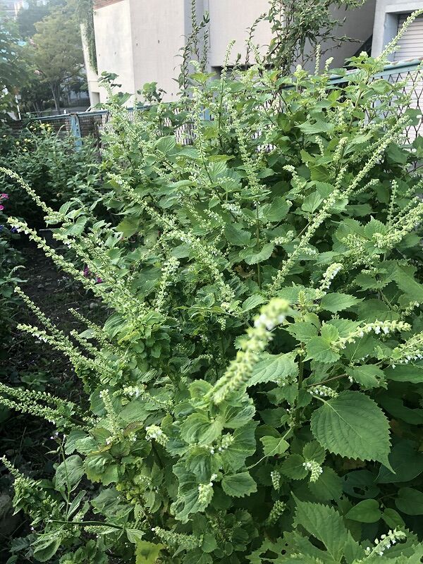 Mikoの庭blog 観賞用トウガラシ イヌホウズキ シソの花 天ぷら