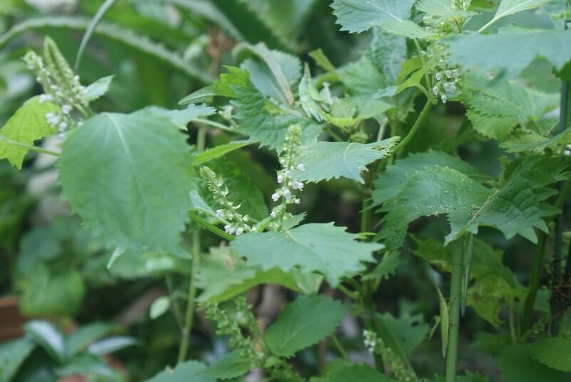 Mikoの庭blog 観賞用トウガラシ イヌホウズキ シソの花 天ぷら