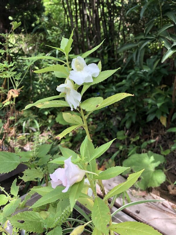 酔芙蓉 ホウセンカ オカワカメ アシタバ Mikoの庭blog