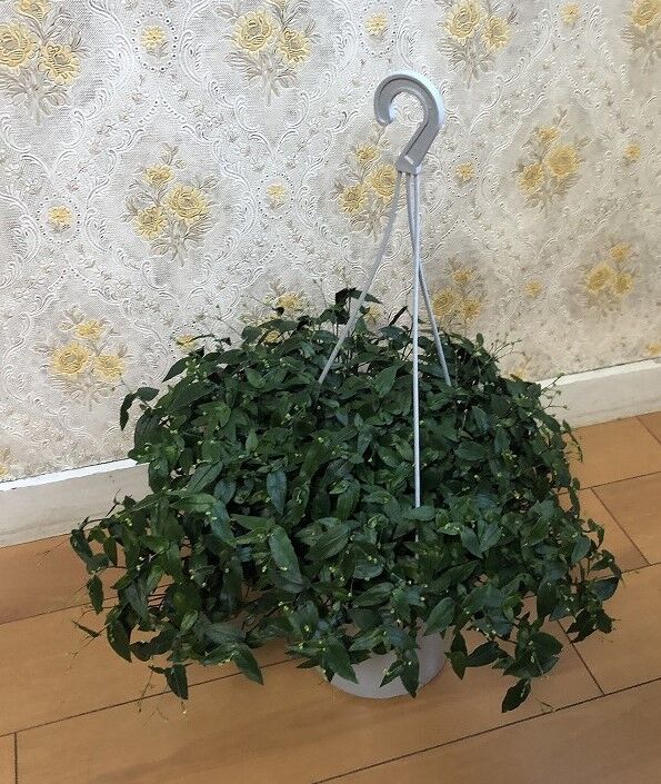 ブライダルベール オクラ Mikoの庭blog