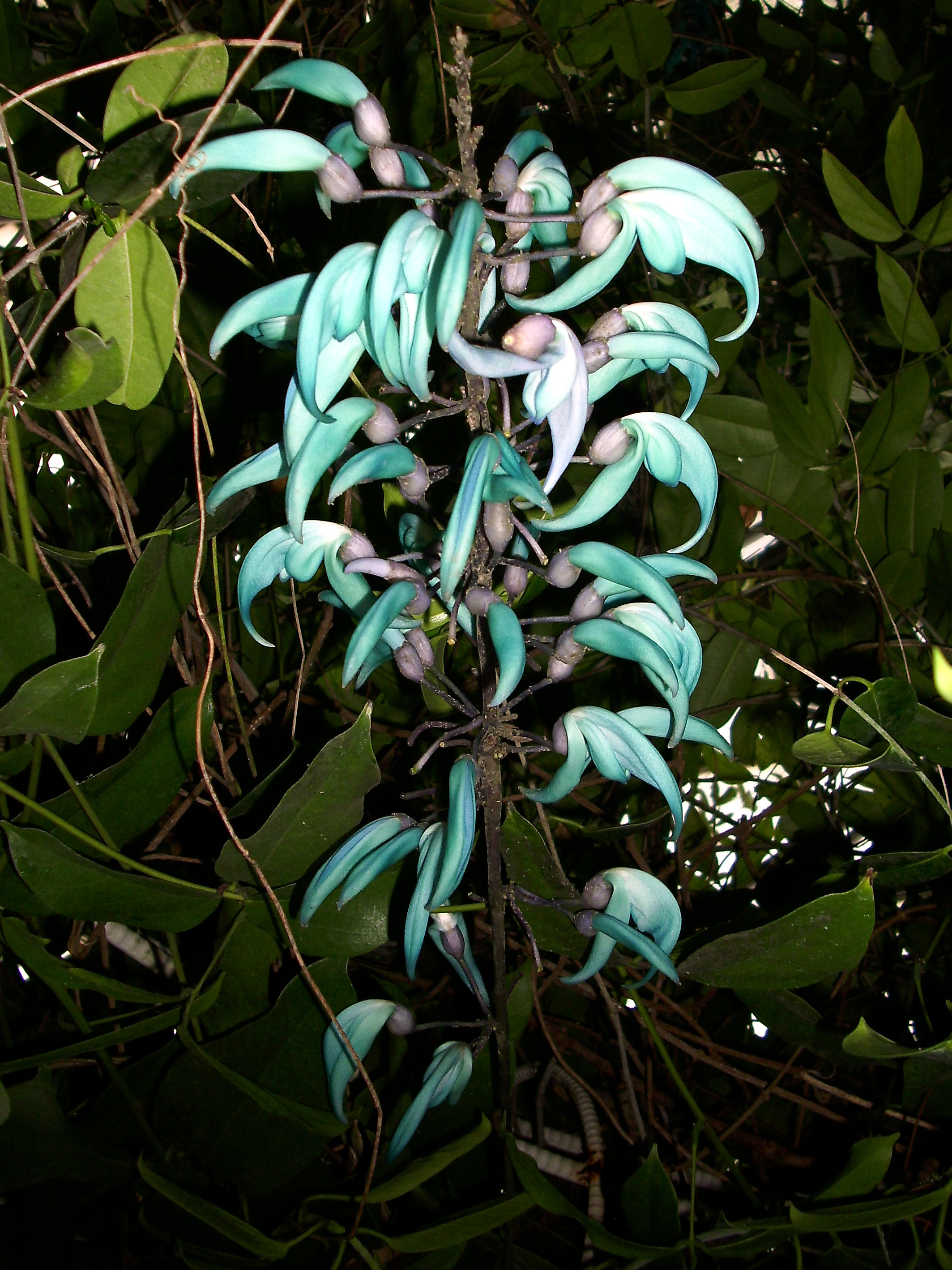 ヒスイカズラ ｊａｄｅ ｖｉｎｅ ミクブログ