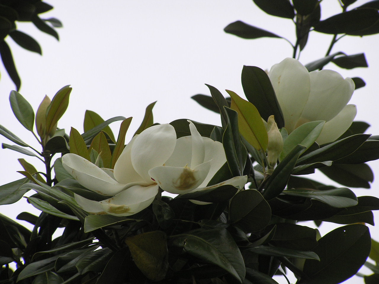タイサンボクに大敗北 Magnolia Grandiflora ミクブログ