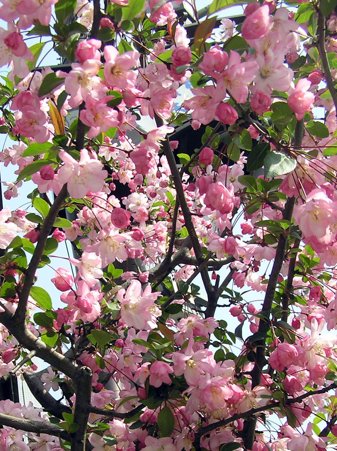 シュウカイドウ ミクブログ