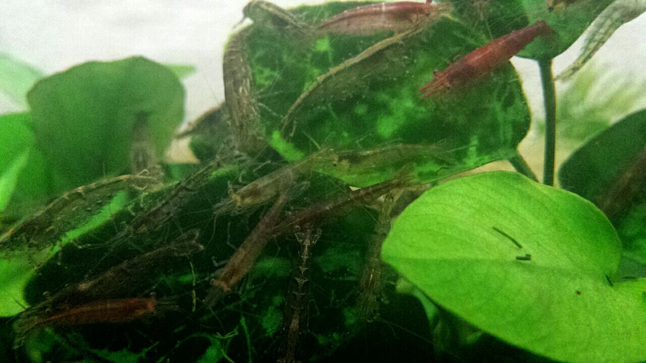 cm水槽 を掃除 楽しむアクアリウム