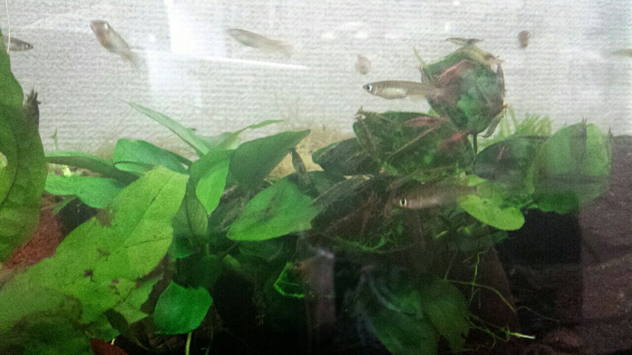 cm水槽 を掃除 楽しむアクアリウム