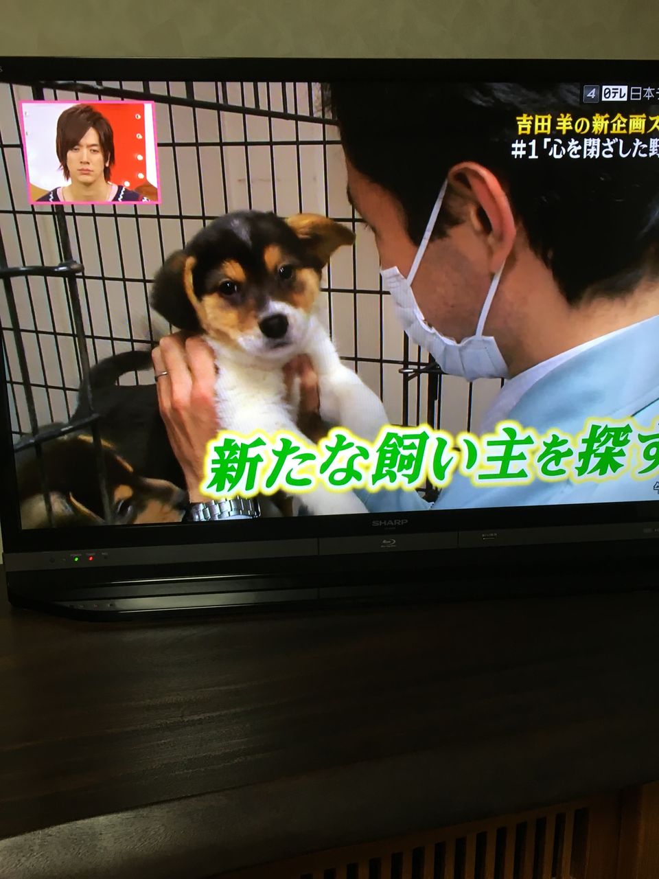 前橋保健所の保護犬 Mikumamaの食べ歩記