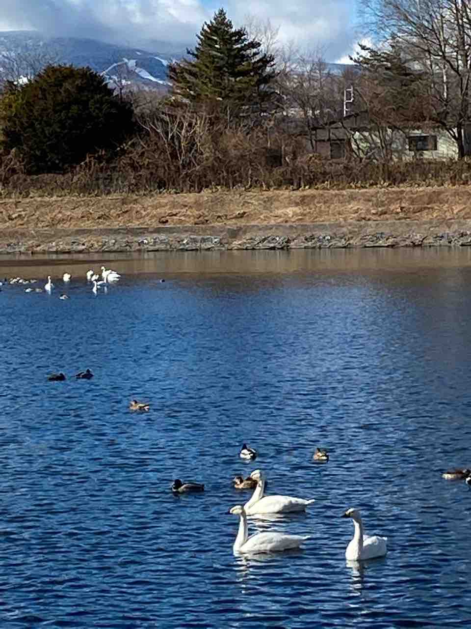 白鳥の飛来 Mikumamaの食べ歩記