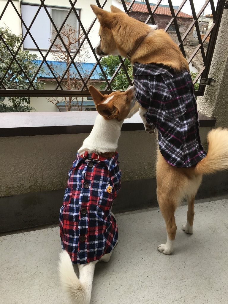 前橋保健所の保護犬 Mikumamaの食べ歩記 前橋保健所の保護犬 Mikumamaの食べ歩記