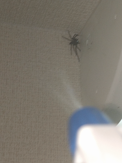 蜘蛛注意 部屋のアシダカグモが弱ってるんだが ヨーソロー まとめずら