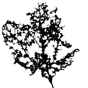 l2