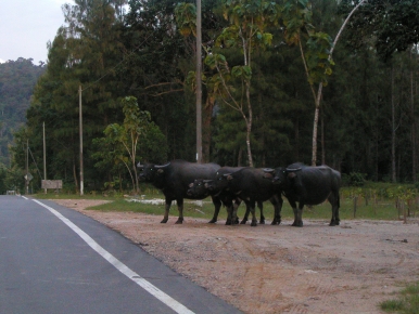 langkawi001001