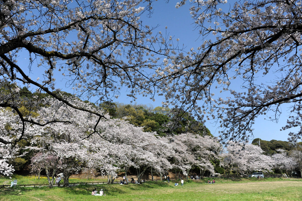 太宰府政庁跡の桜 Jazz工房nishimuraの徒然写真日記 太宰府政庁跡の桜 Jazz工房nishimuraの徒然写真日記