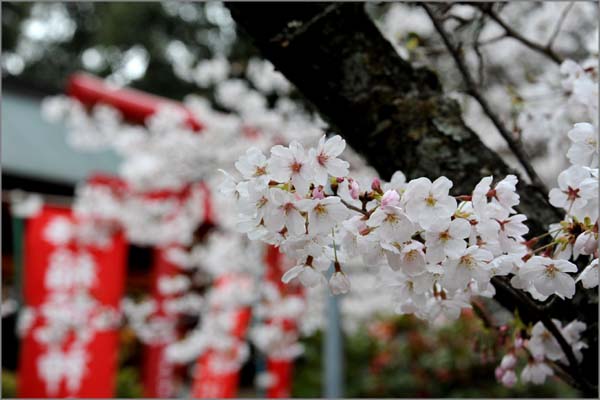 桜通信 宮地嶽神社 Jazz工房nishimuraの徒然写真日記