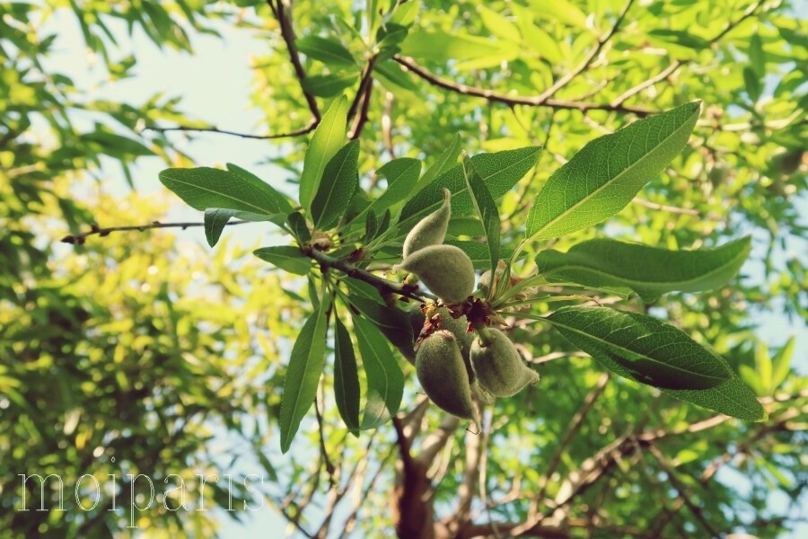 IMG_5161 - コピー