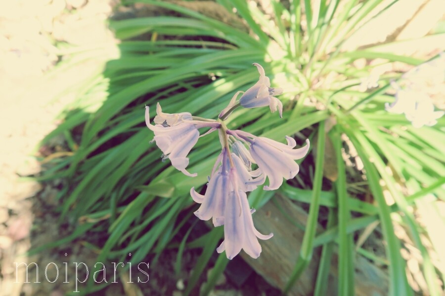 IMG_5173 - コピー