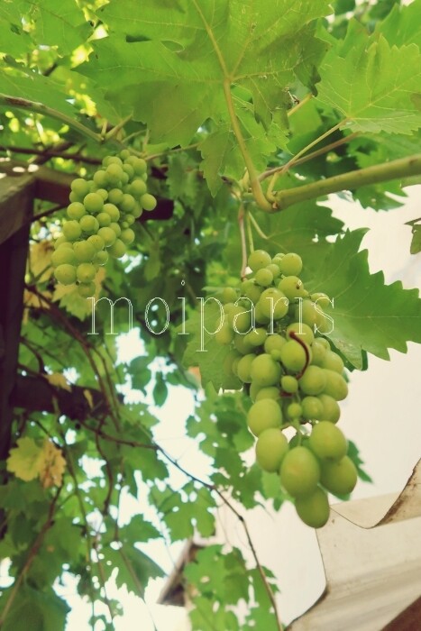 IMG_8045 - コピー