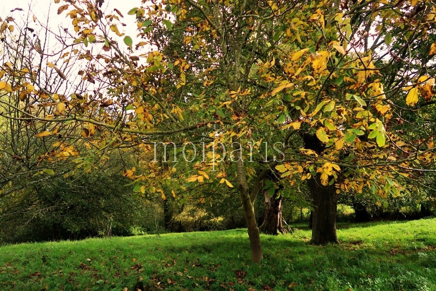 IMG_1525 - コピー