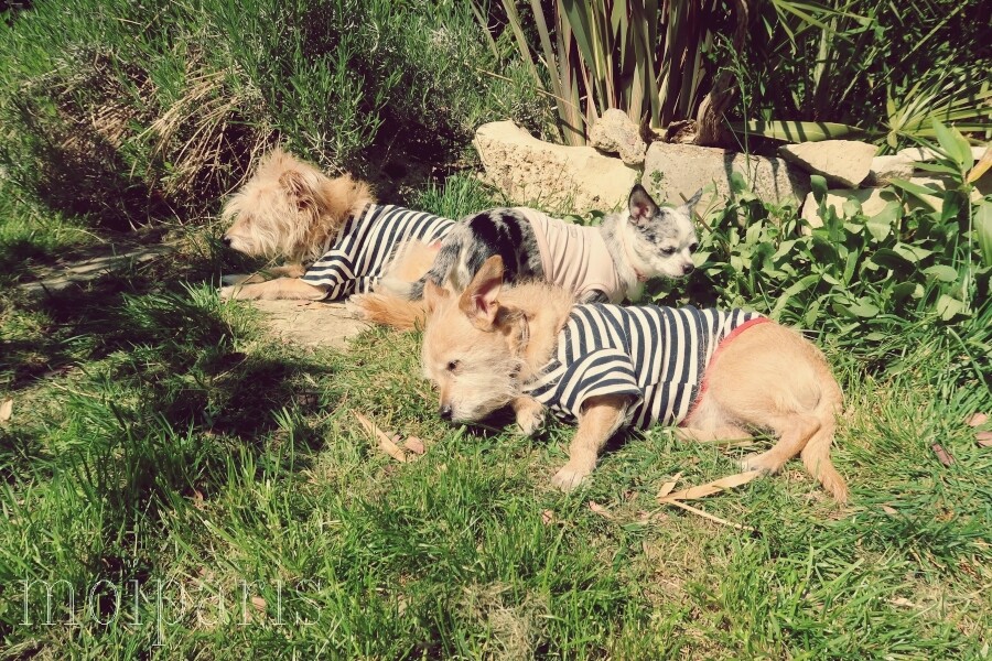 IMG_5155 - コピー