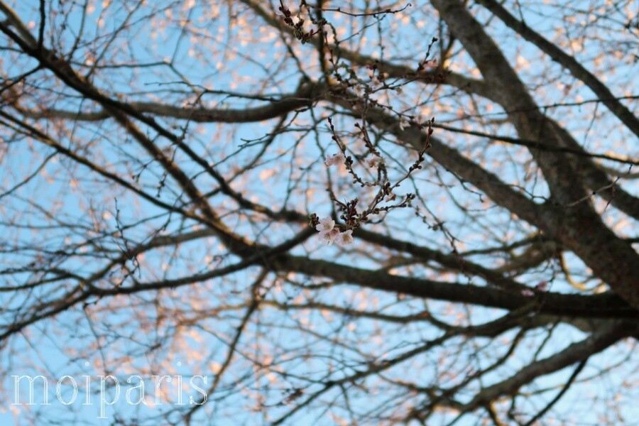 IMG_6993 - コピー