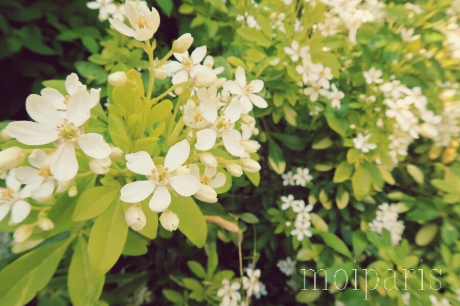 IMG_5172 - コピー