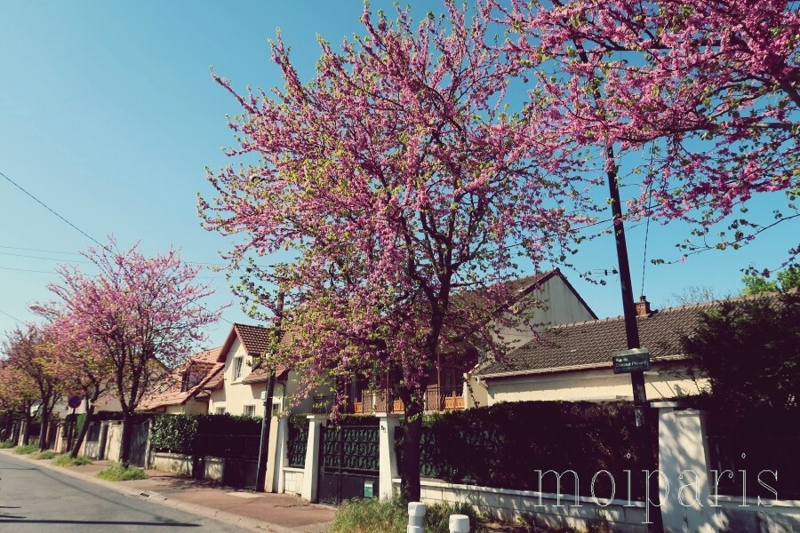 初ジョギングとdvかと思った出来事 パリ生活社ミルクとマカロン2