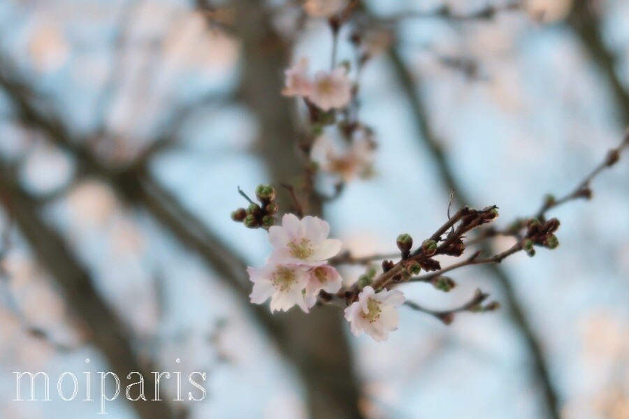 IMG_6997 - コピー