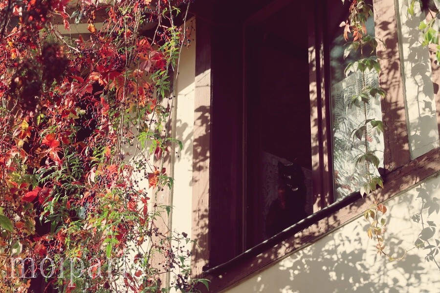 IMG_1181 - コピーコピー2