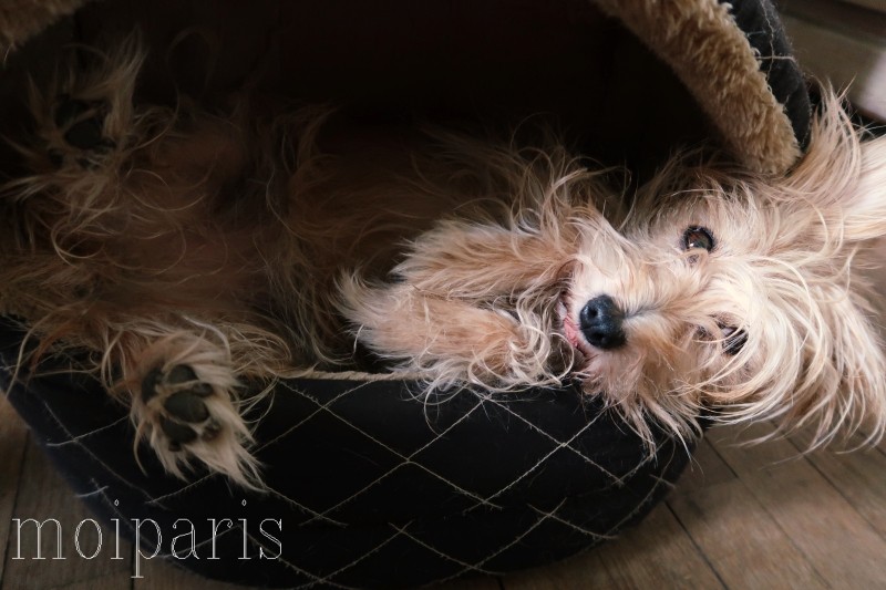 IMG_0968 - コピー