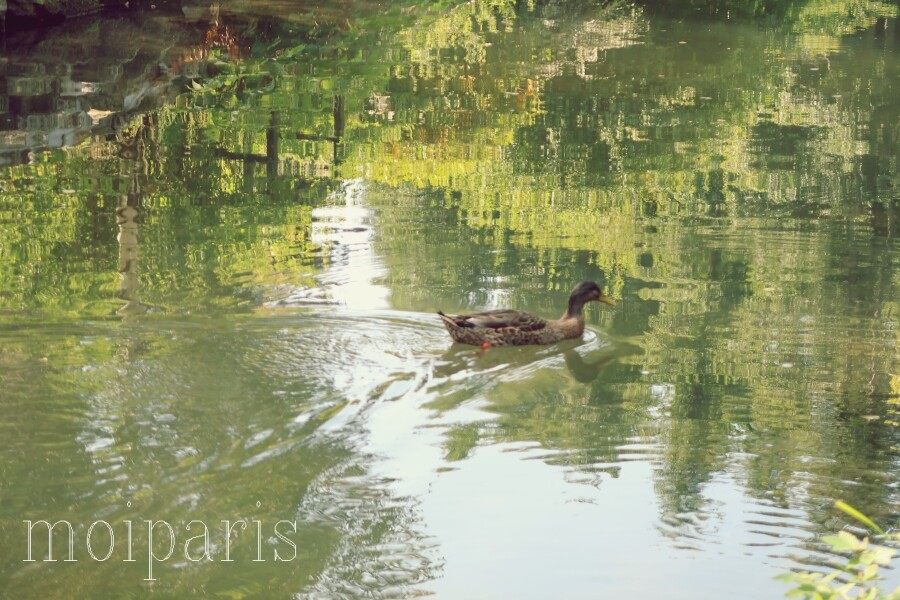 IMG_1085 - コピー