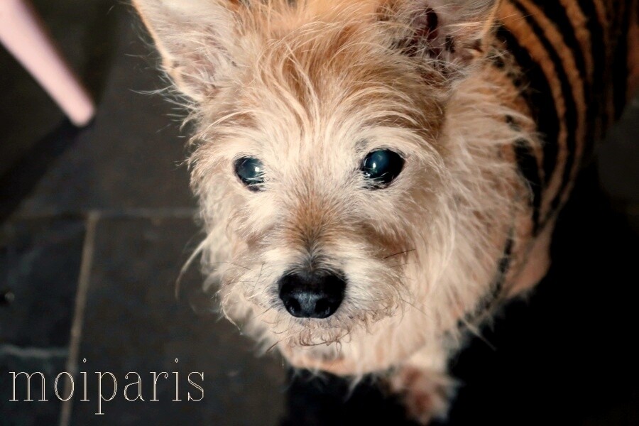 IMG_1549 - コピー