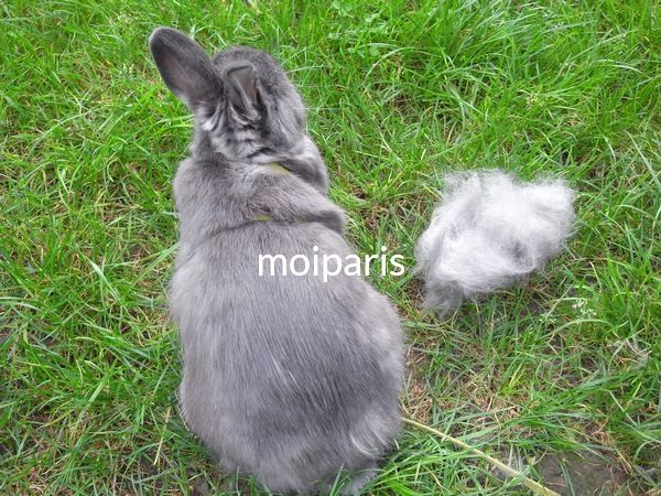 FotoJet (51) - Copie