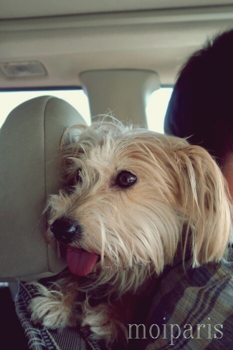 IMG_5438 - コピー