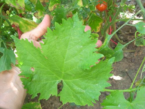 ギリシャ料理 ドルマダキア ぶどう葉のごはん包み パリ生活社ミルクとマカロン2