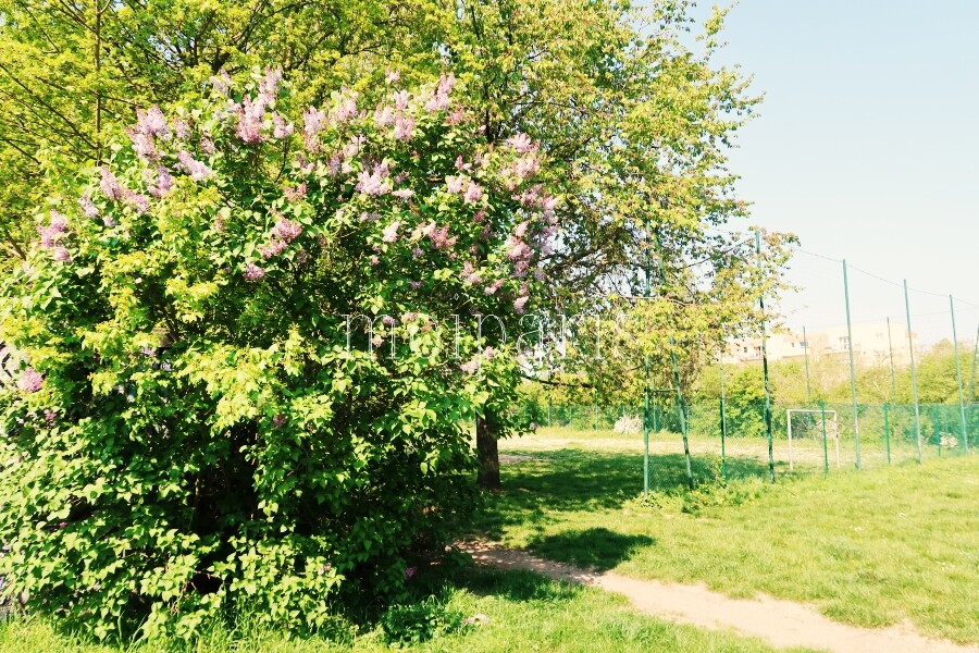 IMG_4941 - コピー