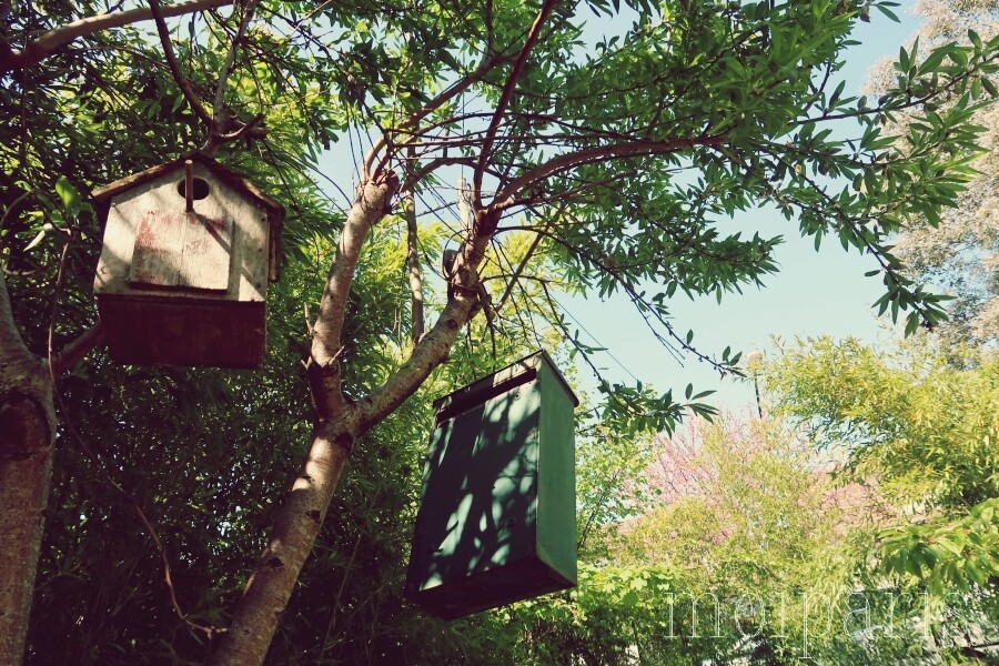 IMG_5159 - コピー