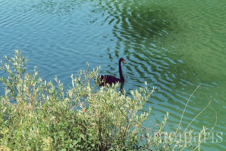 IMG_8836 - コピー