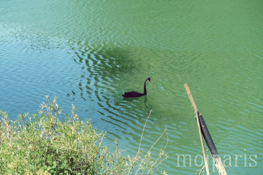 IMG_8838 - コピー