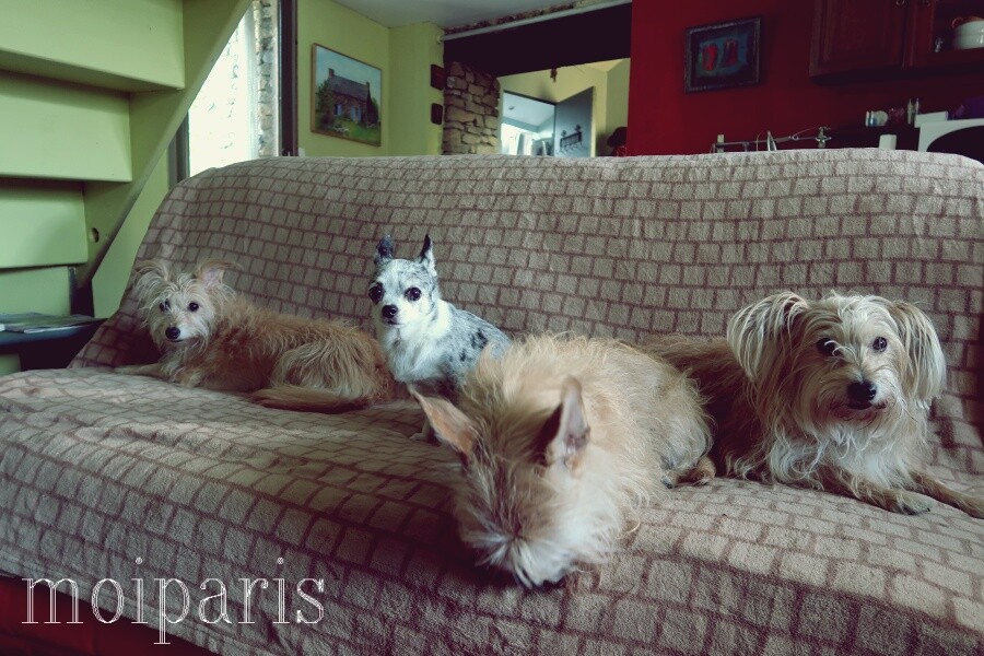 IMG_5442 - コピー