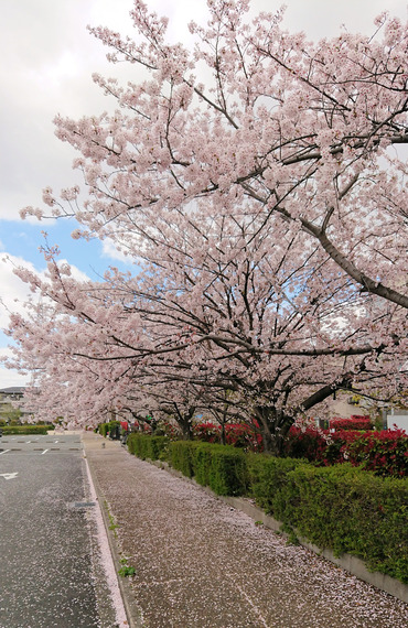 アリーナ桜