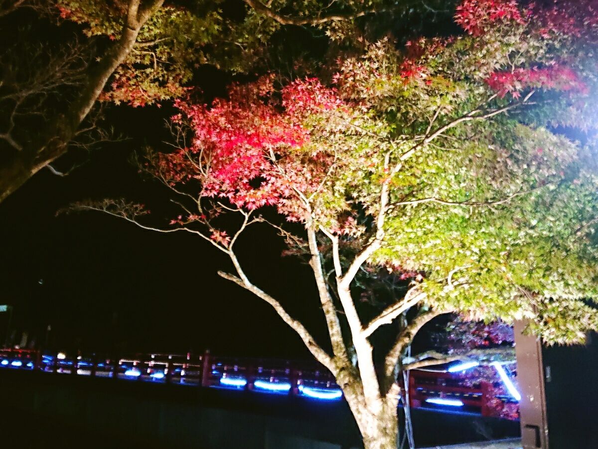 永源寺の紅葉 ライトアップでキラキラ 河童のゆらり