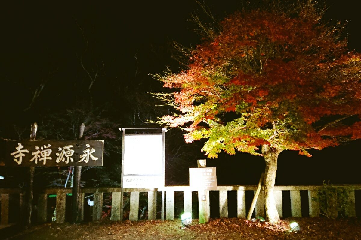 永源寺の紅葉 ライトアップでキラキラ 河童のゆらり