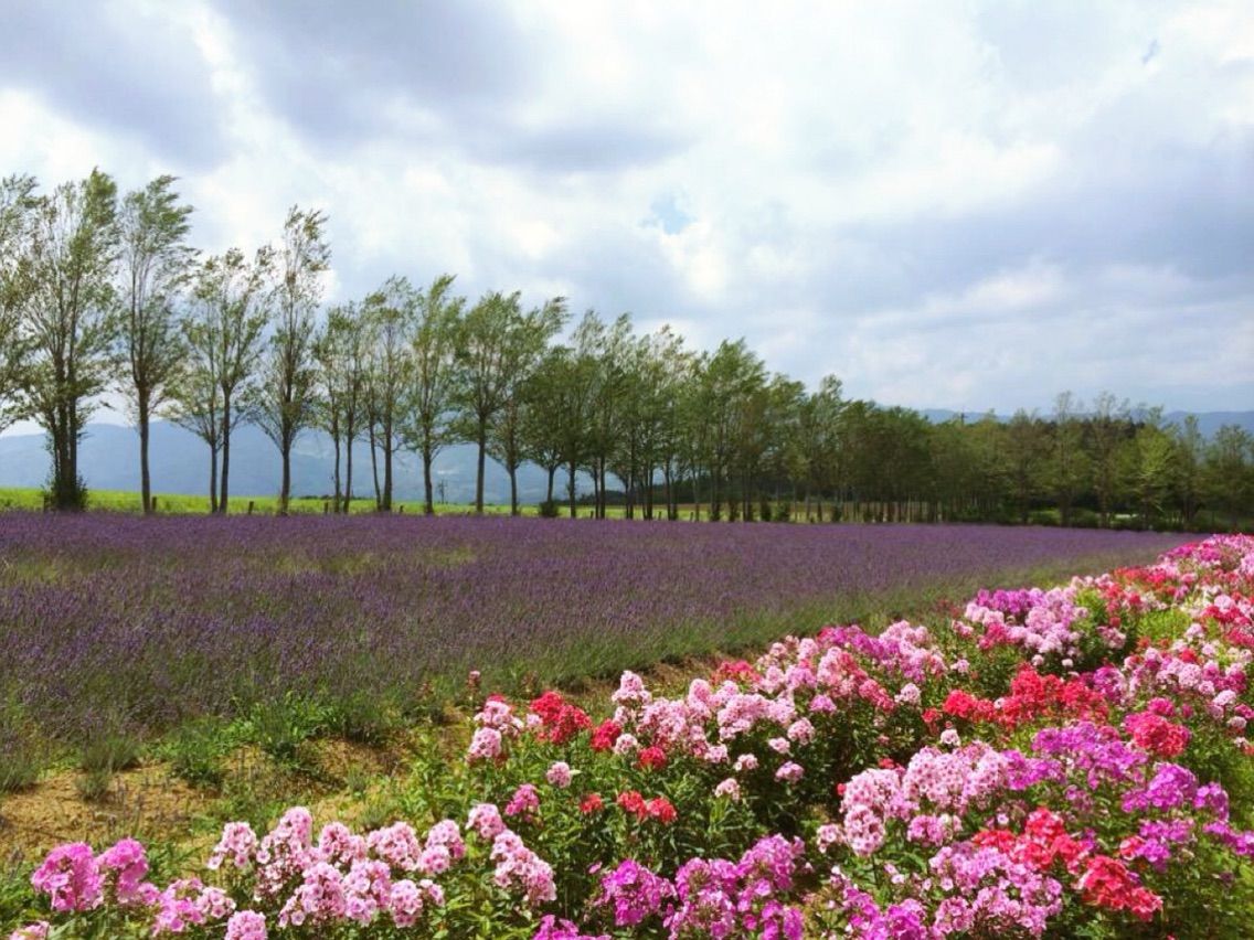 お花畑いろいろ 河童のゆらり お花畑いろいろ 河童のゆらり