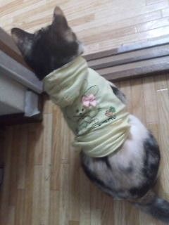 作ったよ！！猫ちゃんです！！