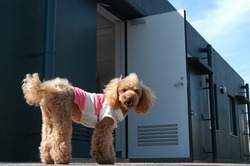 新発売！ポロシャツ/ラガーシャツ　めちゃかわいいでー