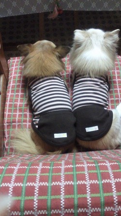 チワワちゃんのボーダータンク