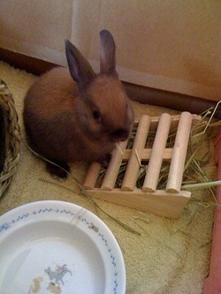 リオたんの新しいお友達です！！