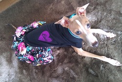 イタグレちゃんの作ったよ！