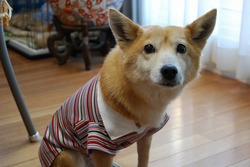 ラガー作ったよ!