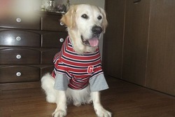 大型犬の作ったよ！